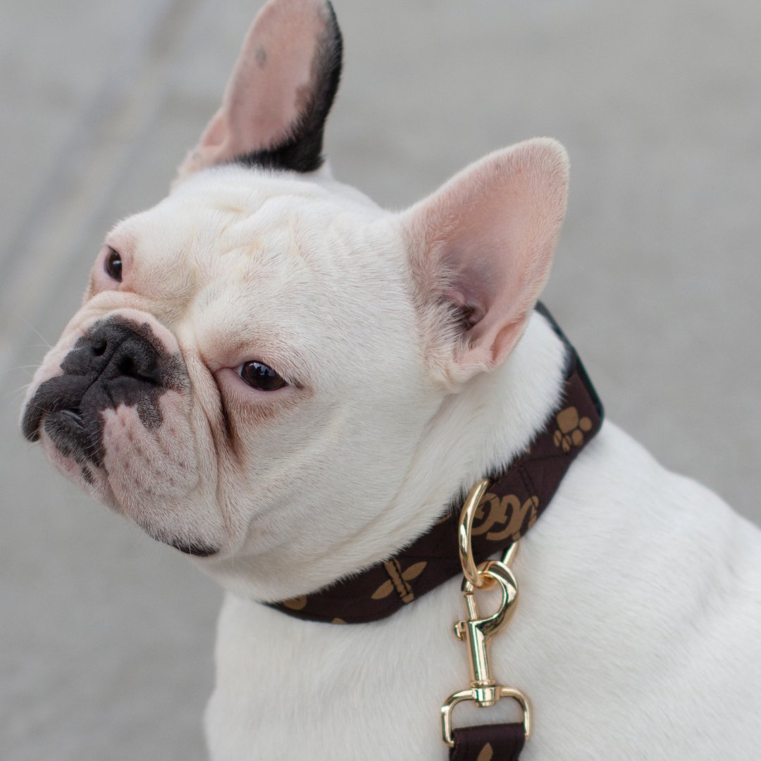 Designer Dog Harness French Bulldog Louis Vuitton Collar Vuitton