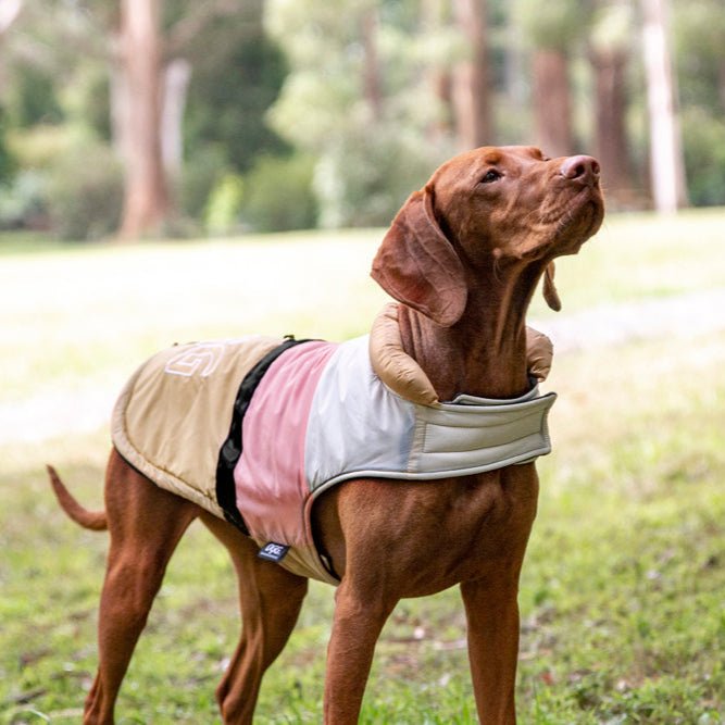 DGG Downward Dog Pup Nation Dog Coat - My Pooch and Me