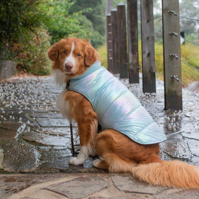 DGG Fashionista Chewnel Bow Wow Quilted Dog Coat - My Pooch and Me