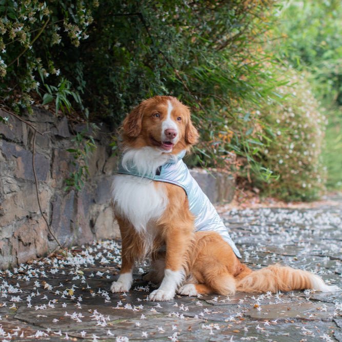 DGG Fashionista Chewnel Bow Wow Quilted Dog Coat - My Pooch and Me