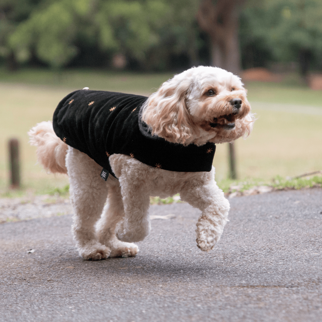 DGG Fashionista Fursace Dog Coat - My Pooch and Me