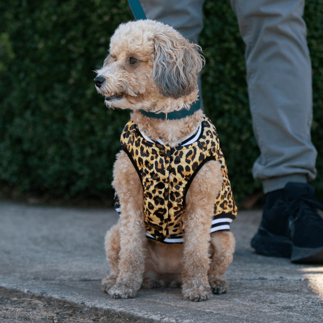 DGG Fashionista Leopard Print Bomber Jacket - My Pooch and Me