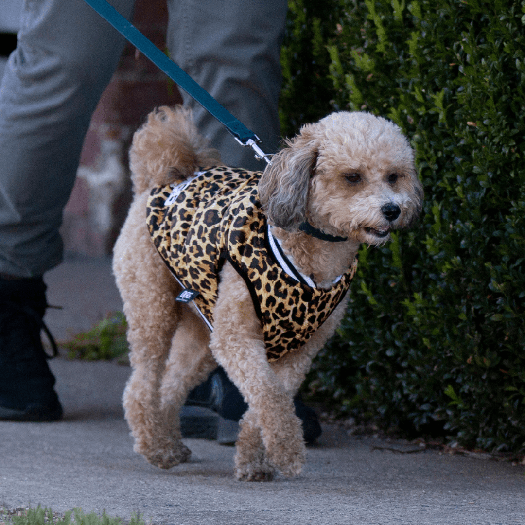 DGG Fashionista Leopard Print Bomber Jacket - My Pooch and Me