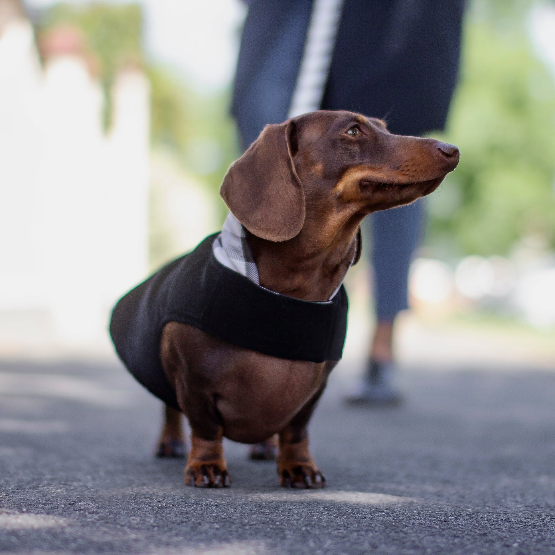 DGG Fashionista Pawberry Reversible Quilted Dog Coat - My Pooch and Me