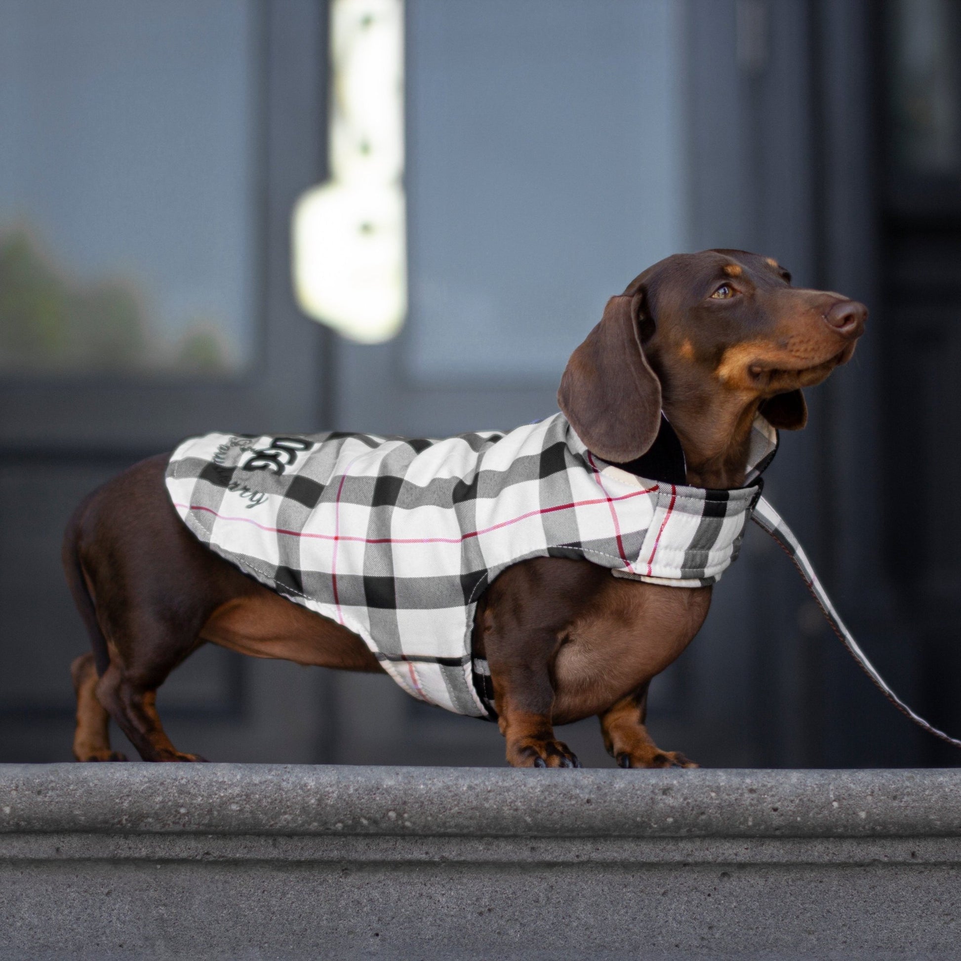 DGG Fashionista Pawberry Reversible Quilted Dog Coat - My Pooch and Me
