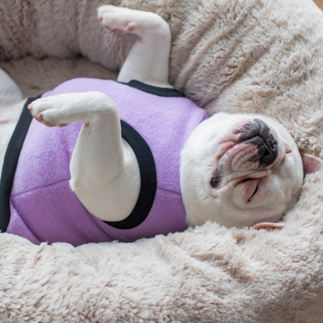 DGG Lilac Polar Fleece Dog Warmie - My Pooch and Me
