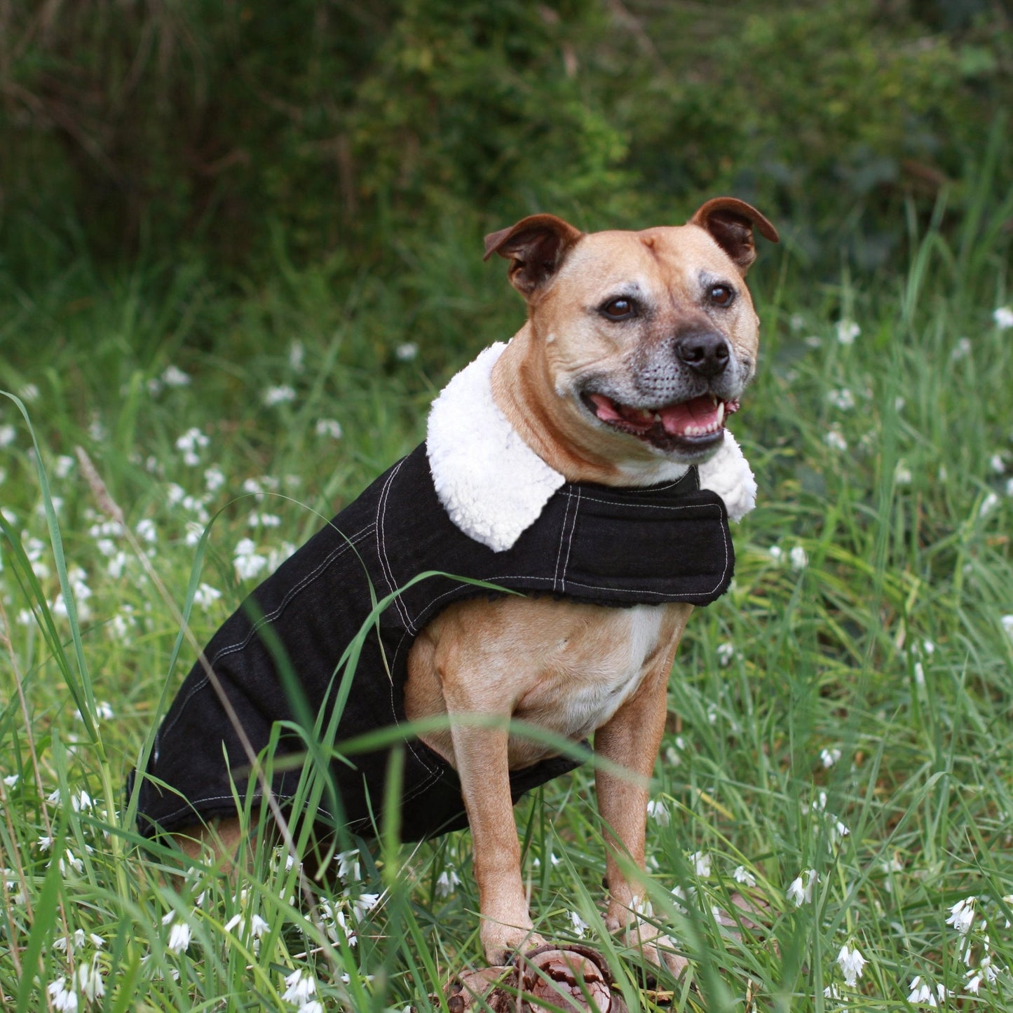 Ruff N Rugged Black Denim Coat - My Pooch and Me