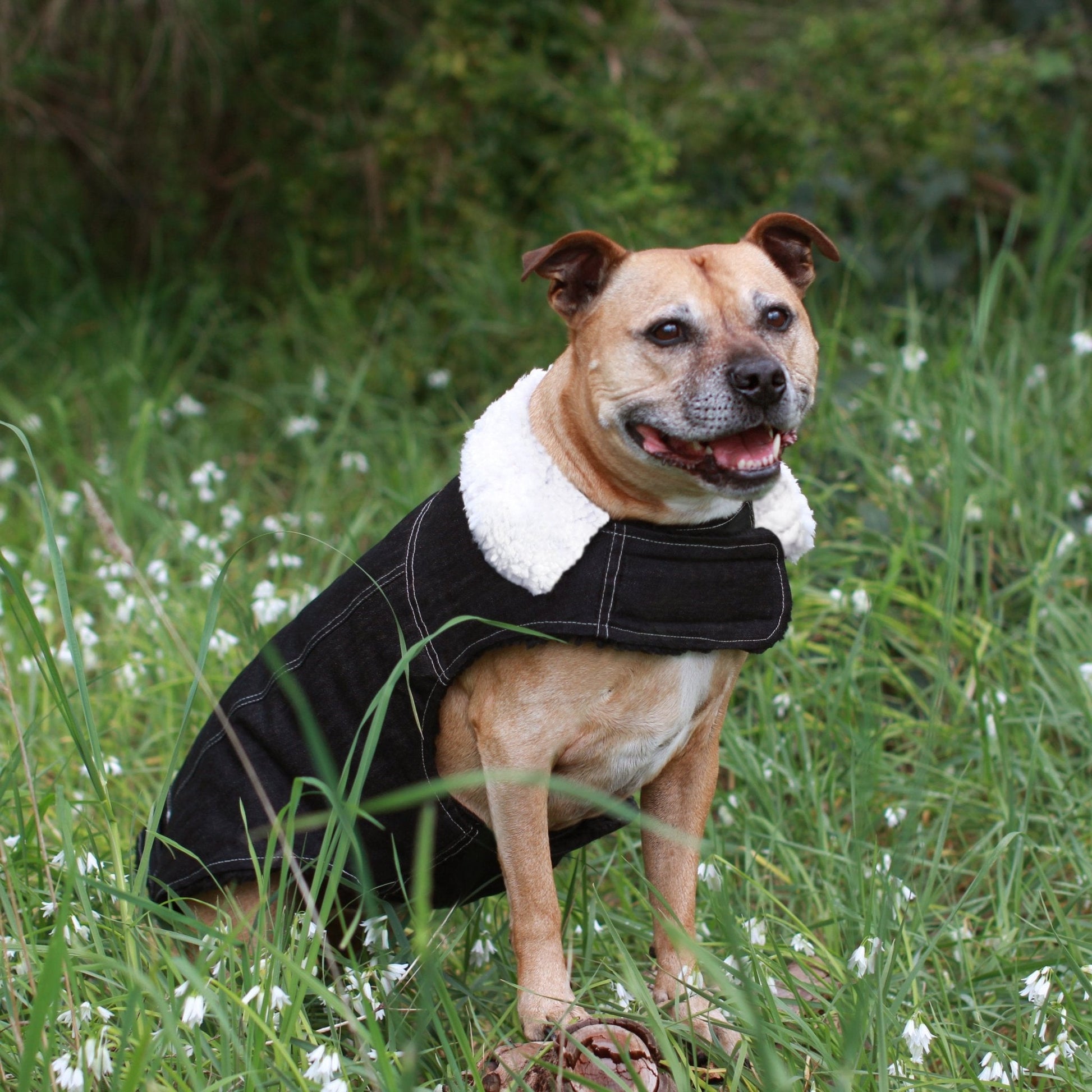 Ruff N Rugged Black Denim Coat - My Pooch and Me