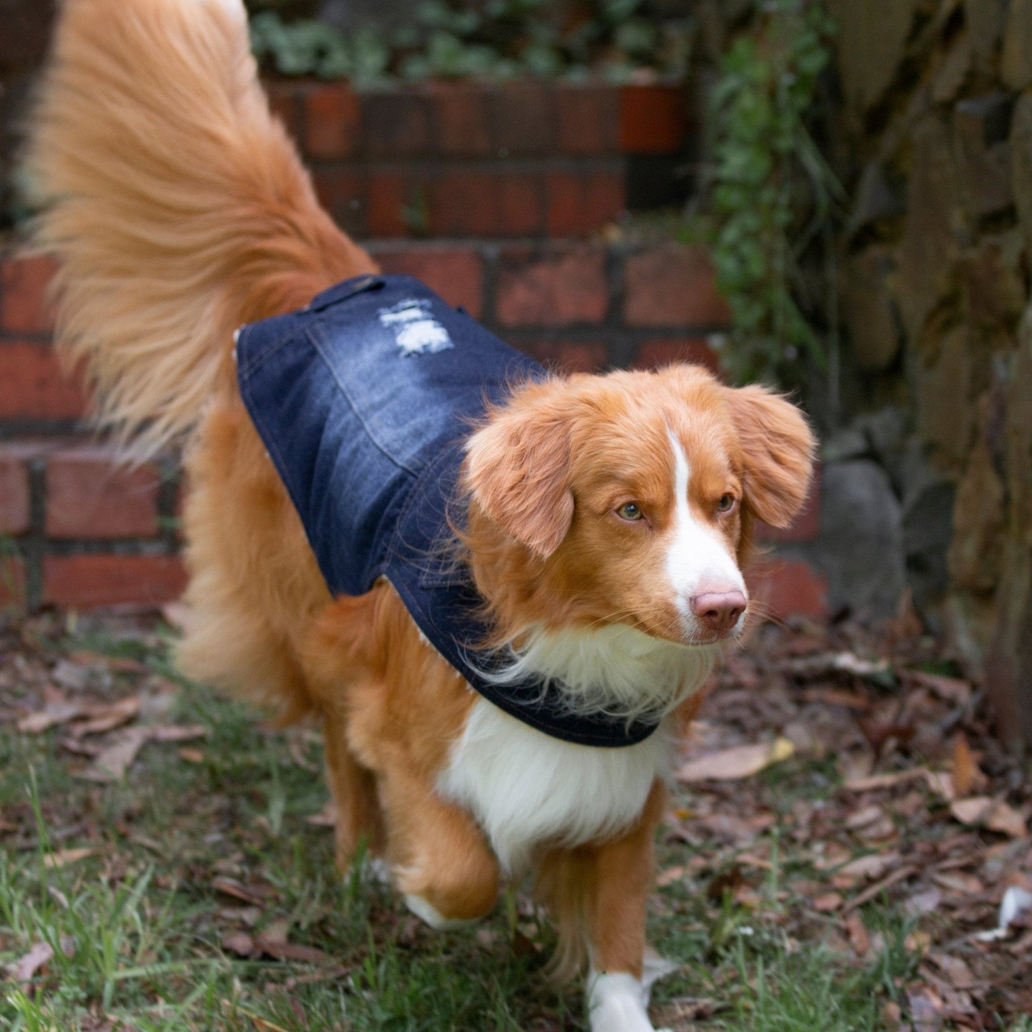 Ruff N Rugged Blue Distressed Denim Coat - My Pooch and Me