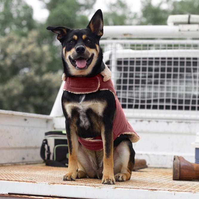 Ruff N Rugged Merlot Corduroy Dog Coat - My Pooch and Me