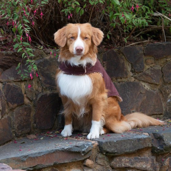 Ruff N Rugged Merlot Corduroy Dog Coat - My Pooch and Me