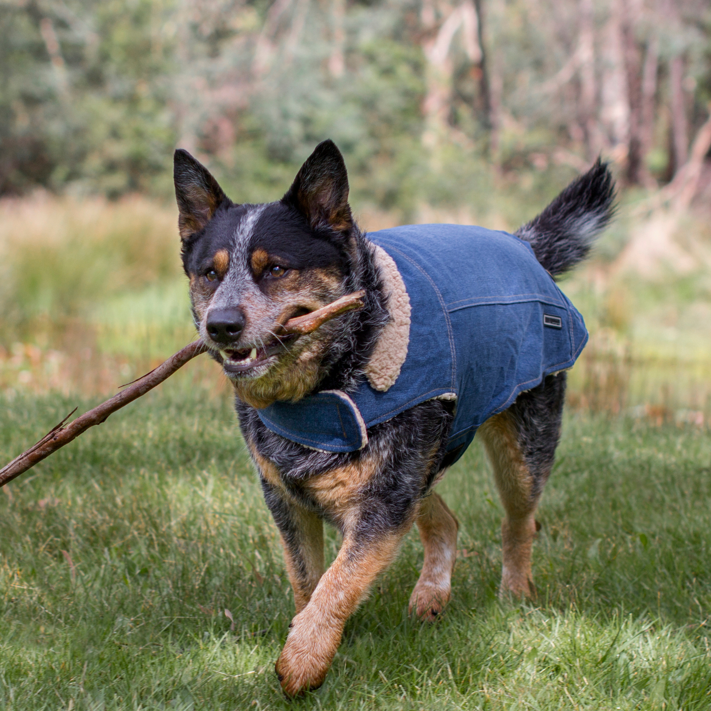 Ruff N Rugged Blue Denim Coat