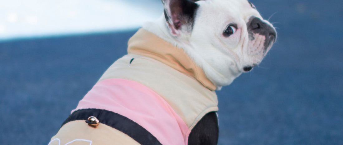 How to Choose the Right Coat Size for Your Dog - My Pooch and Me