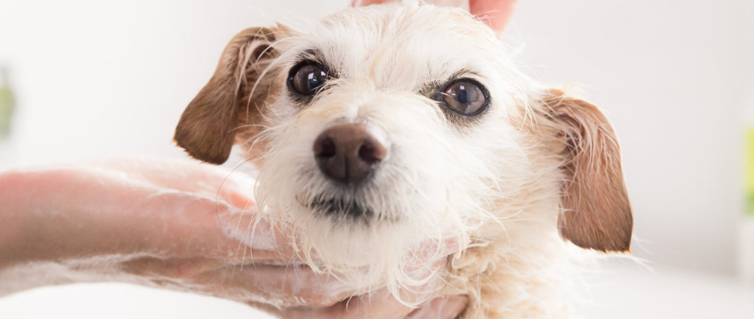 The Importance of At Home Grooming for Your Dog - My Pooch and Me