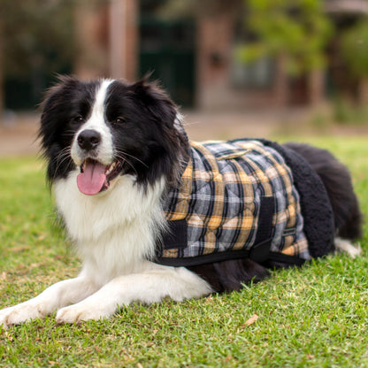Ruff N Rugged Quilted Tartan Sherpa Dog Coat On Border Collie