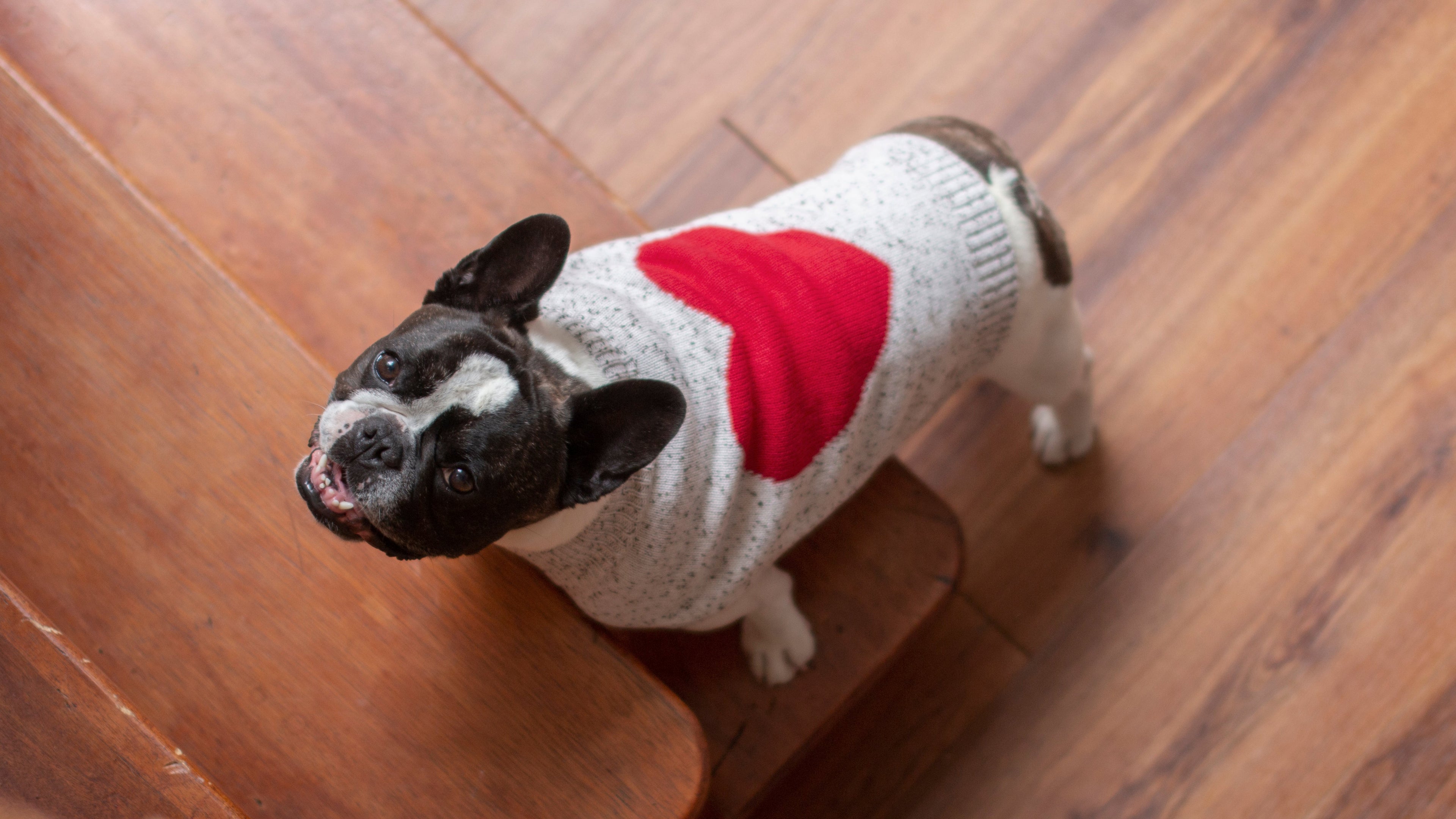 valentines day dog jumper on french bulldog