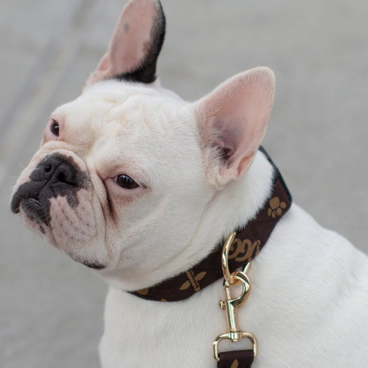 Chewy Vuitton Designer Dog Collar - My Pooch and Me