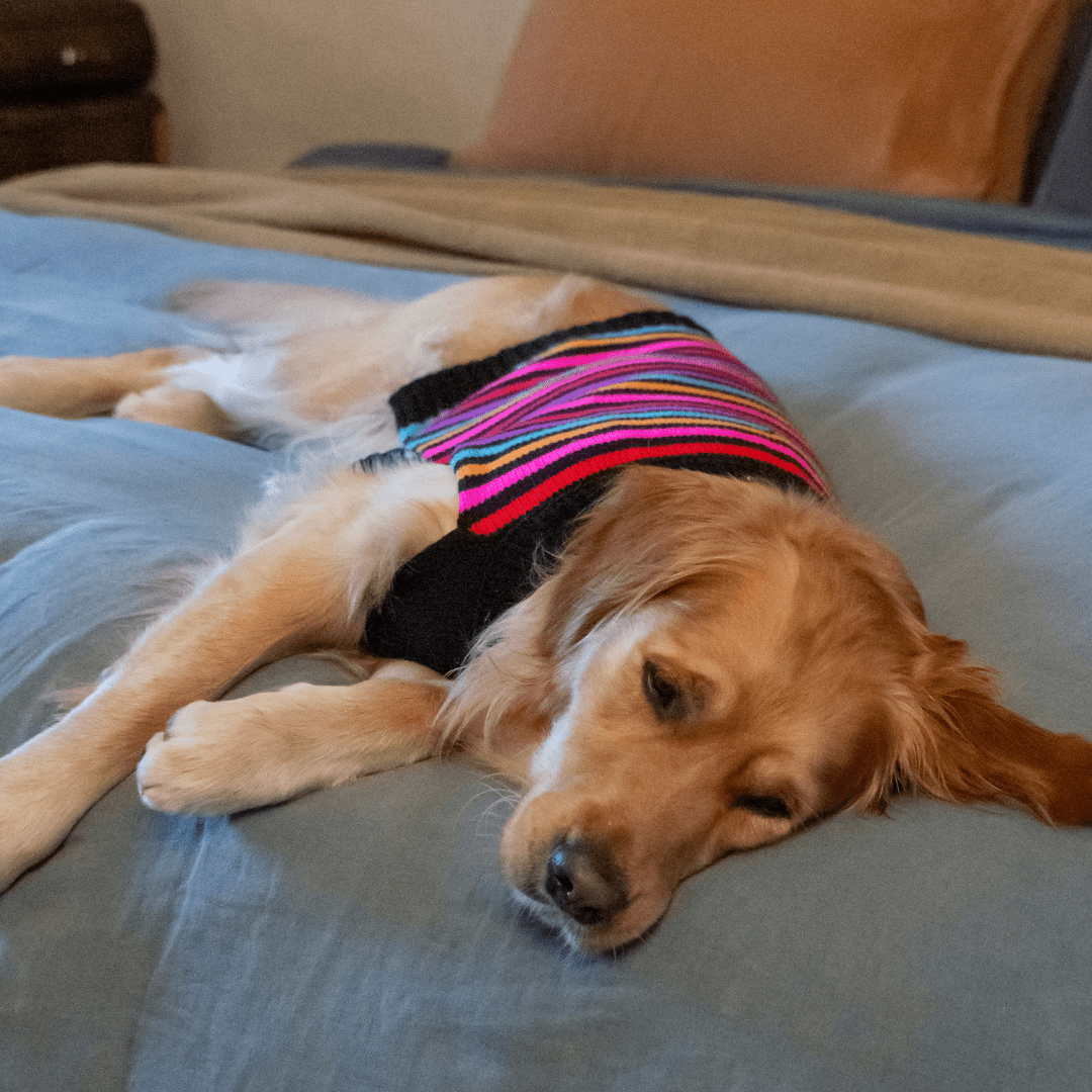 DGG Allsorts Knitted Dog Jumper - My Pooch and Me