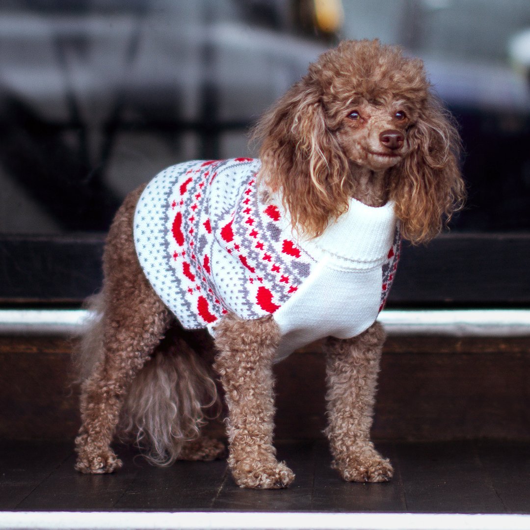 DGG Argyle Heart Knitted Dog Jumper - My Pooch and Me