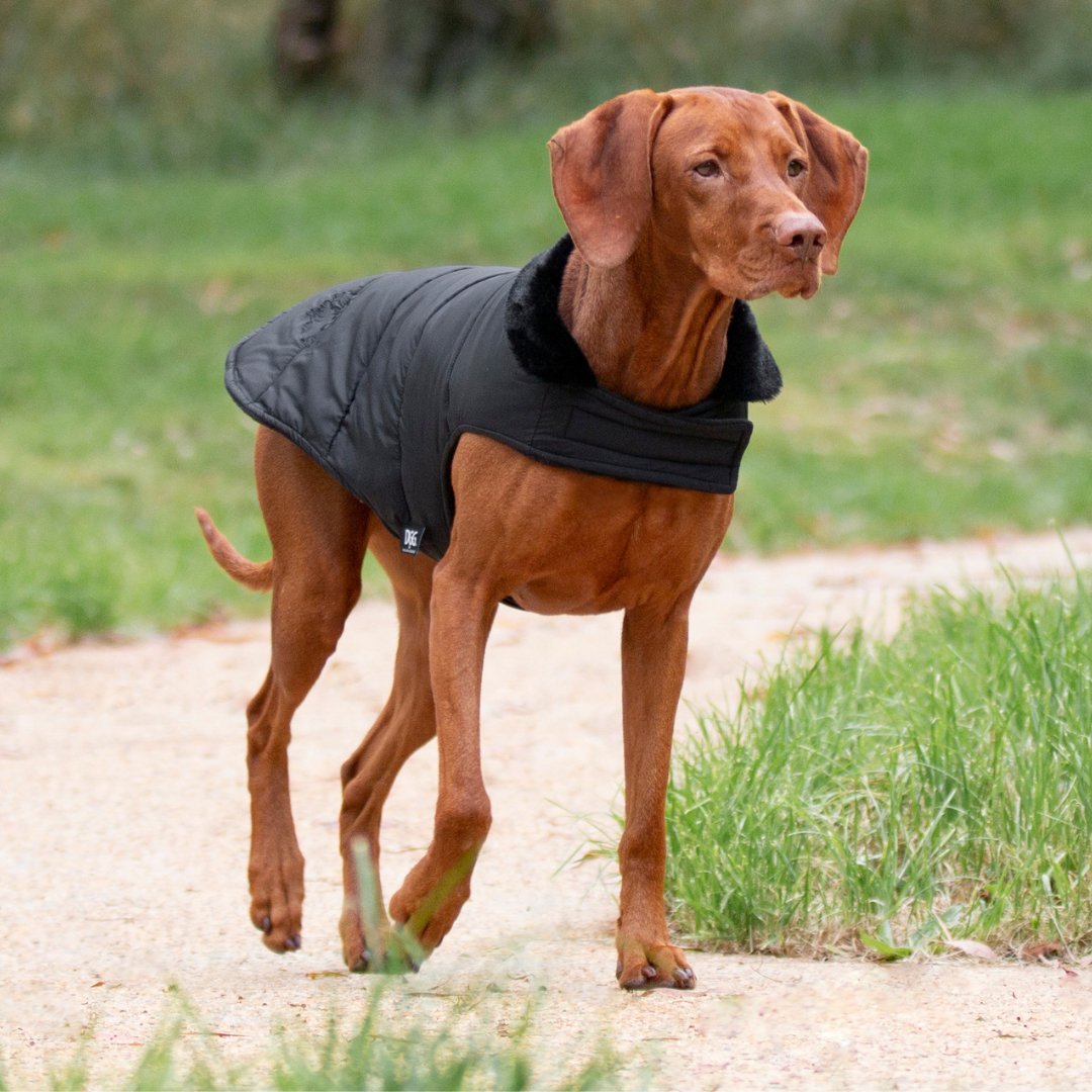 DGG Black Puffer Dog Coat - My Pooch and Me