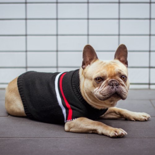 DGG Black With Stripes Knitted Dog Jumper - My Pooch and Me