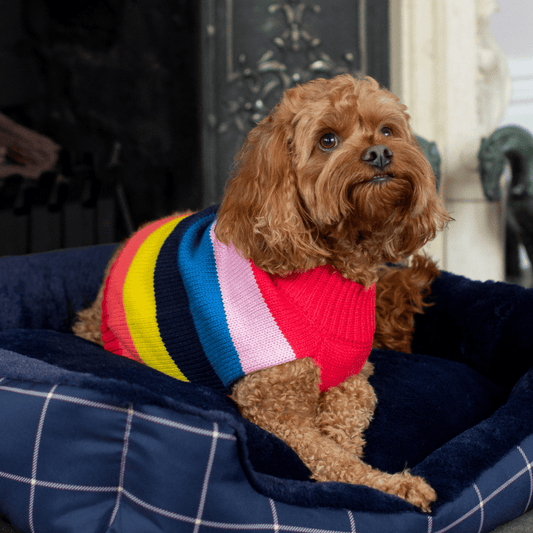 DGG Blue Stella Stripe Knitted Dog Jumper - My Pooch and Me