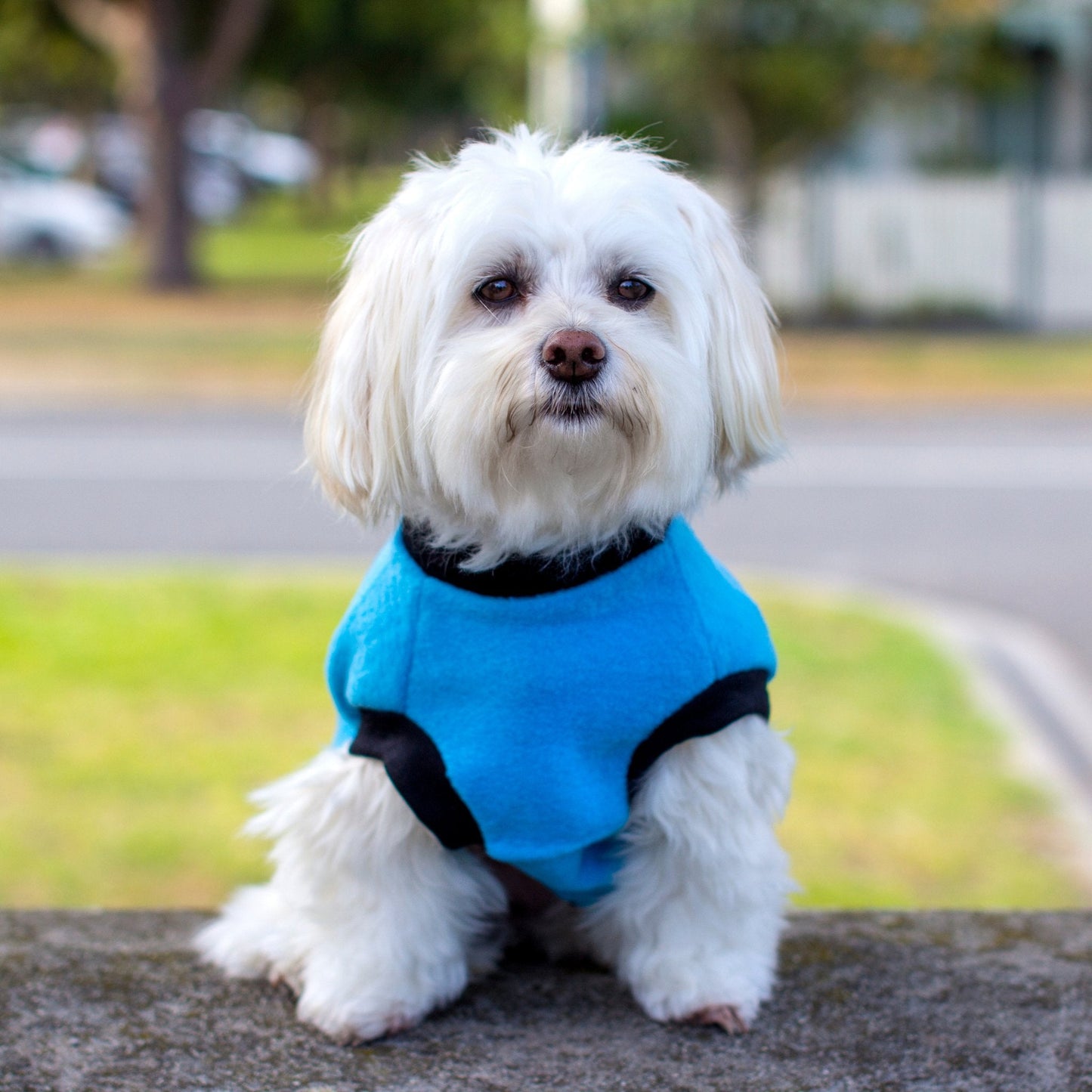 DGG Bright Blue Polar Fleece Dog Warmie - My Pooch and Me