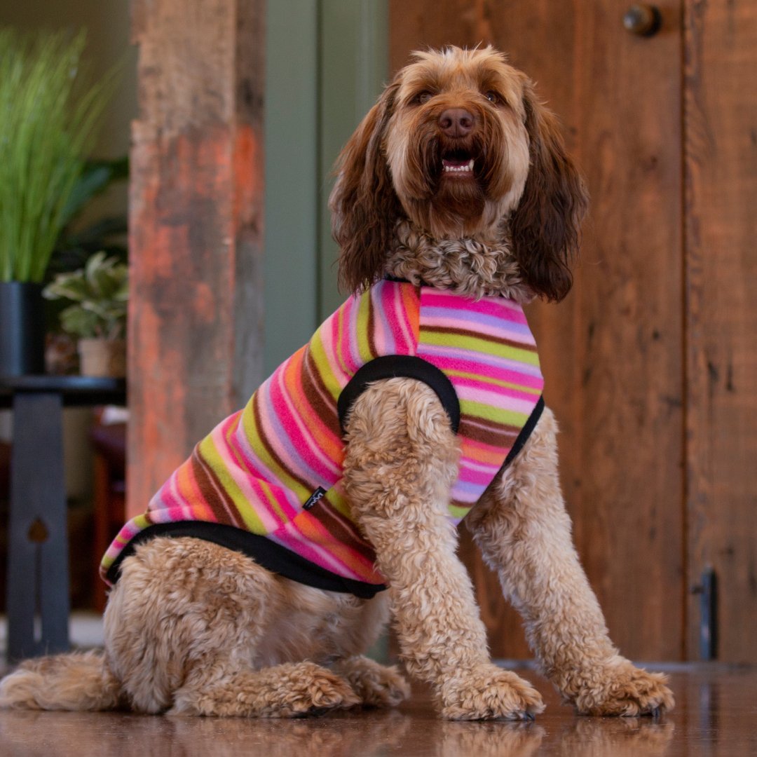 DGG Candy Stripe Warmie Dog Jumper - My Pooch and Me