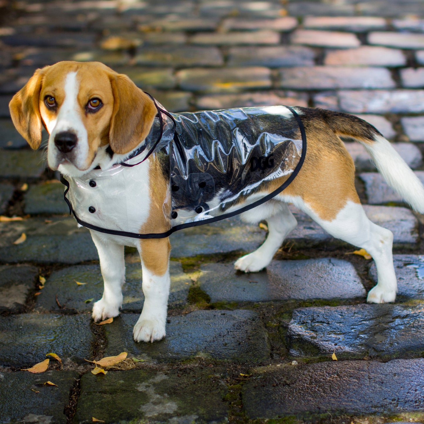 DGG Clear Dog Raincoat - My Pooch and Me