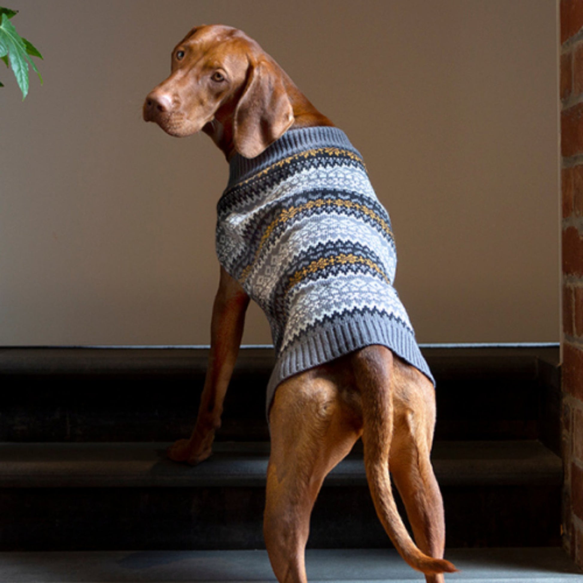 DGG Fair Isle Knitted Dog Jumper - My Pooch and Me