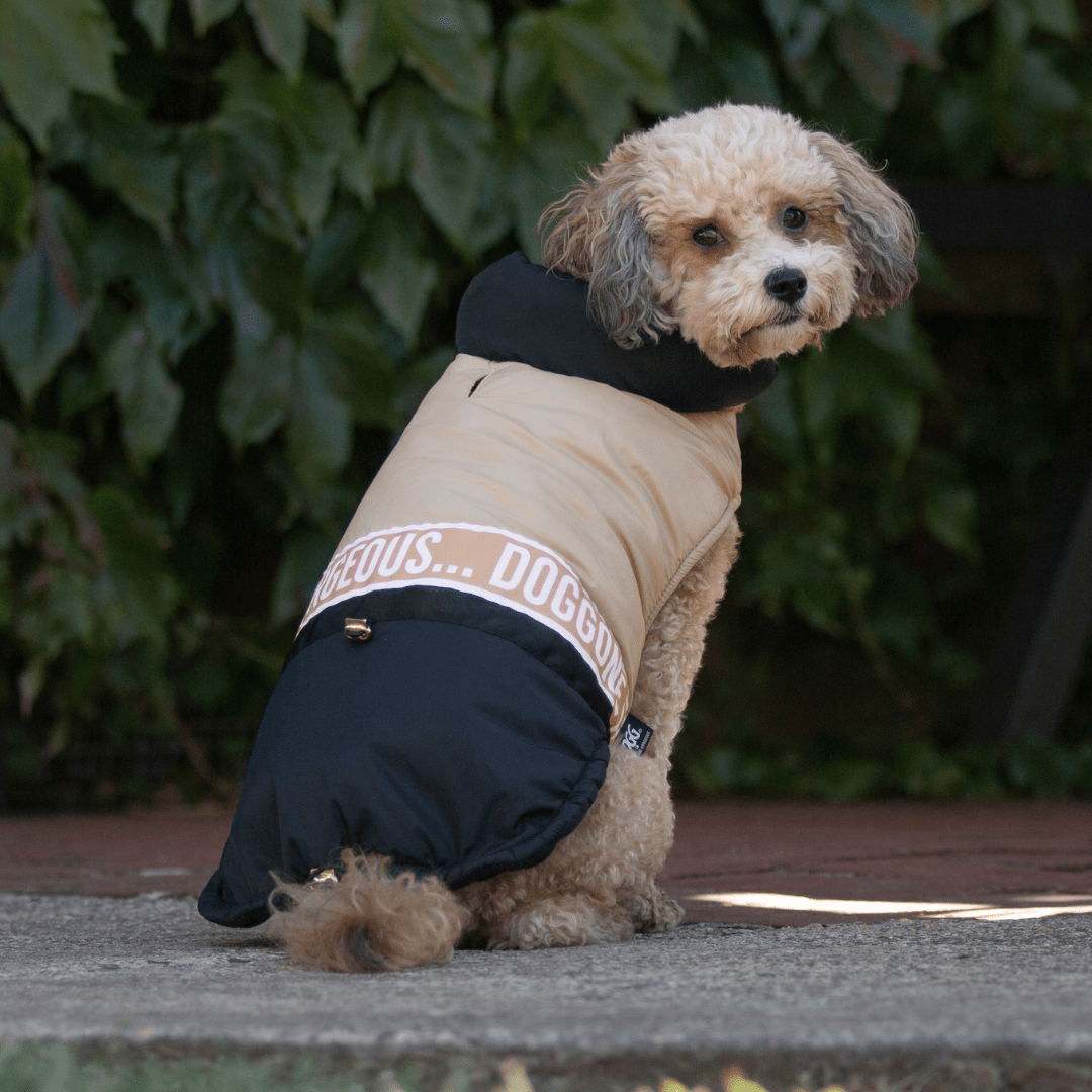 DGG Fashionista Game On Dog Coat - My Pooch and Me