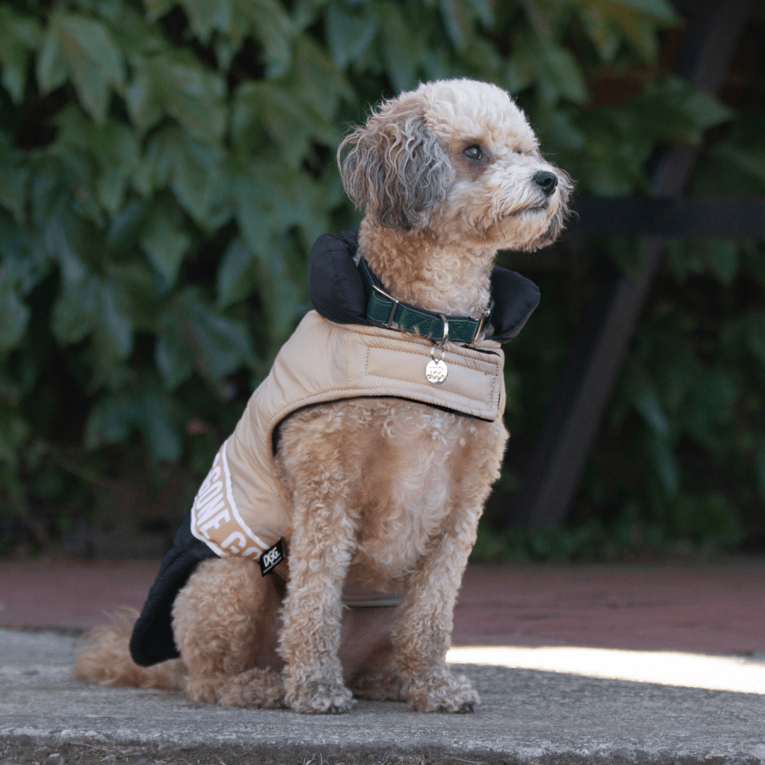 DGG Fashionista Game On Dog Coat - My Pooch and Me