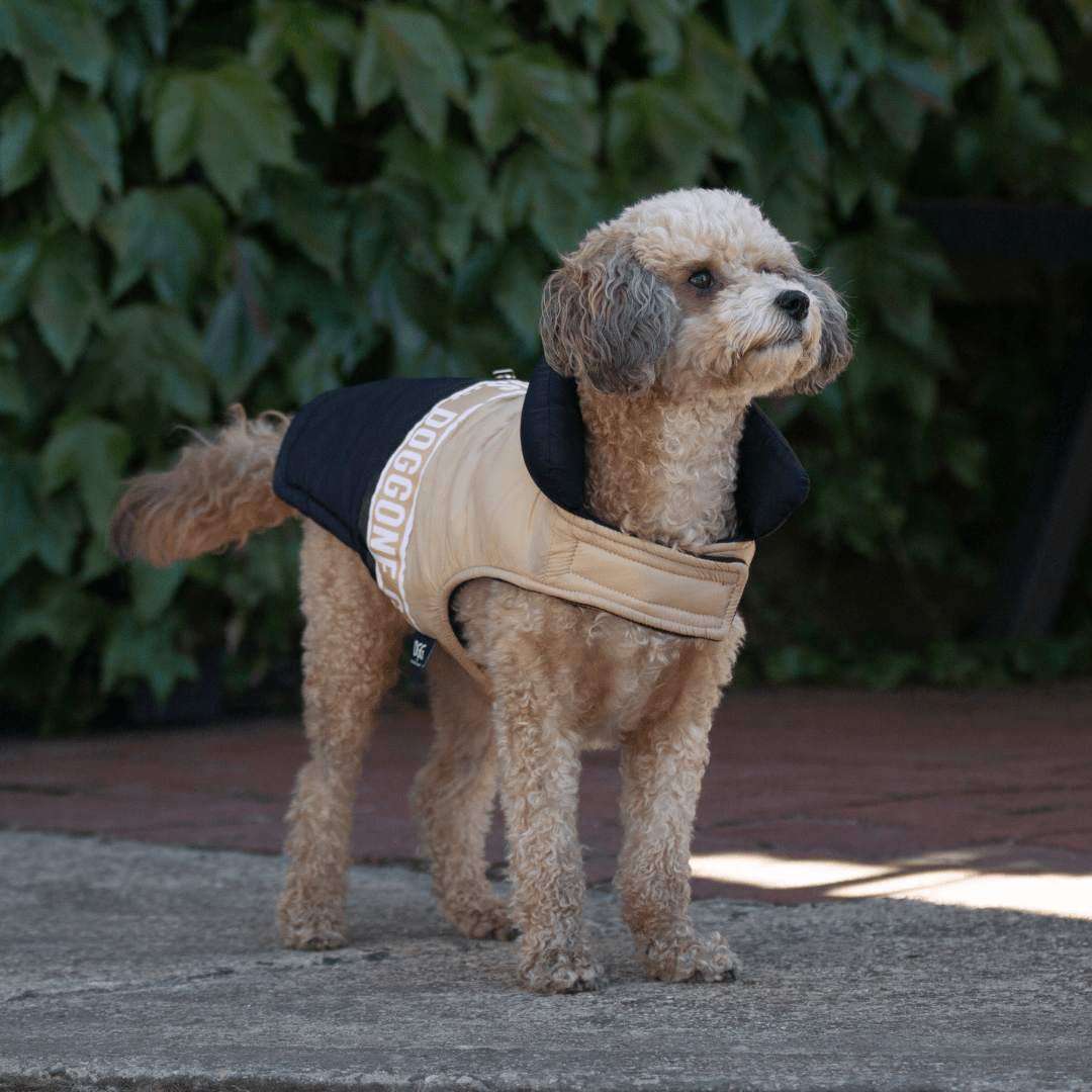 DGG Fashionista Game On Dog Coat - My Pooch and Me