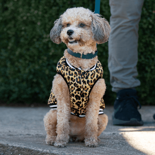 DGG Fashionista Leopard Print Bomber Jacket - My Pooch and Me