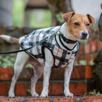 DGG Fashionista Pawberry Bomber Jacket - My Pooch and Me