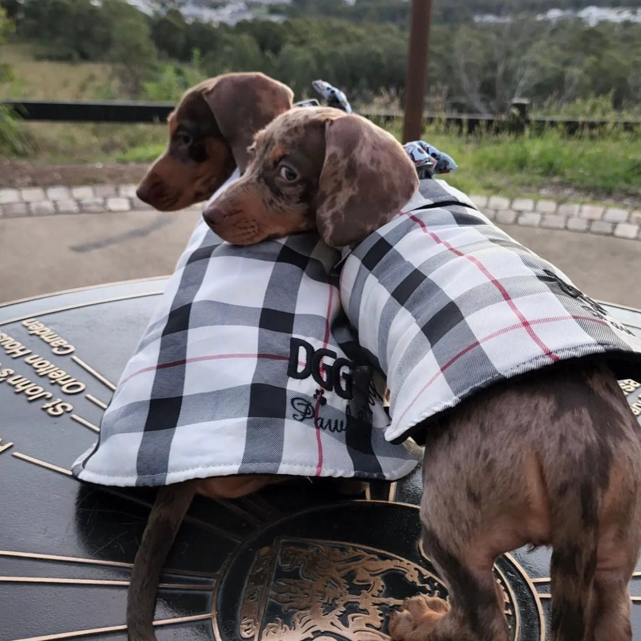 DGG Fashionista Pawberry Quilted Dog Coat - My Pooch and Me