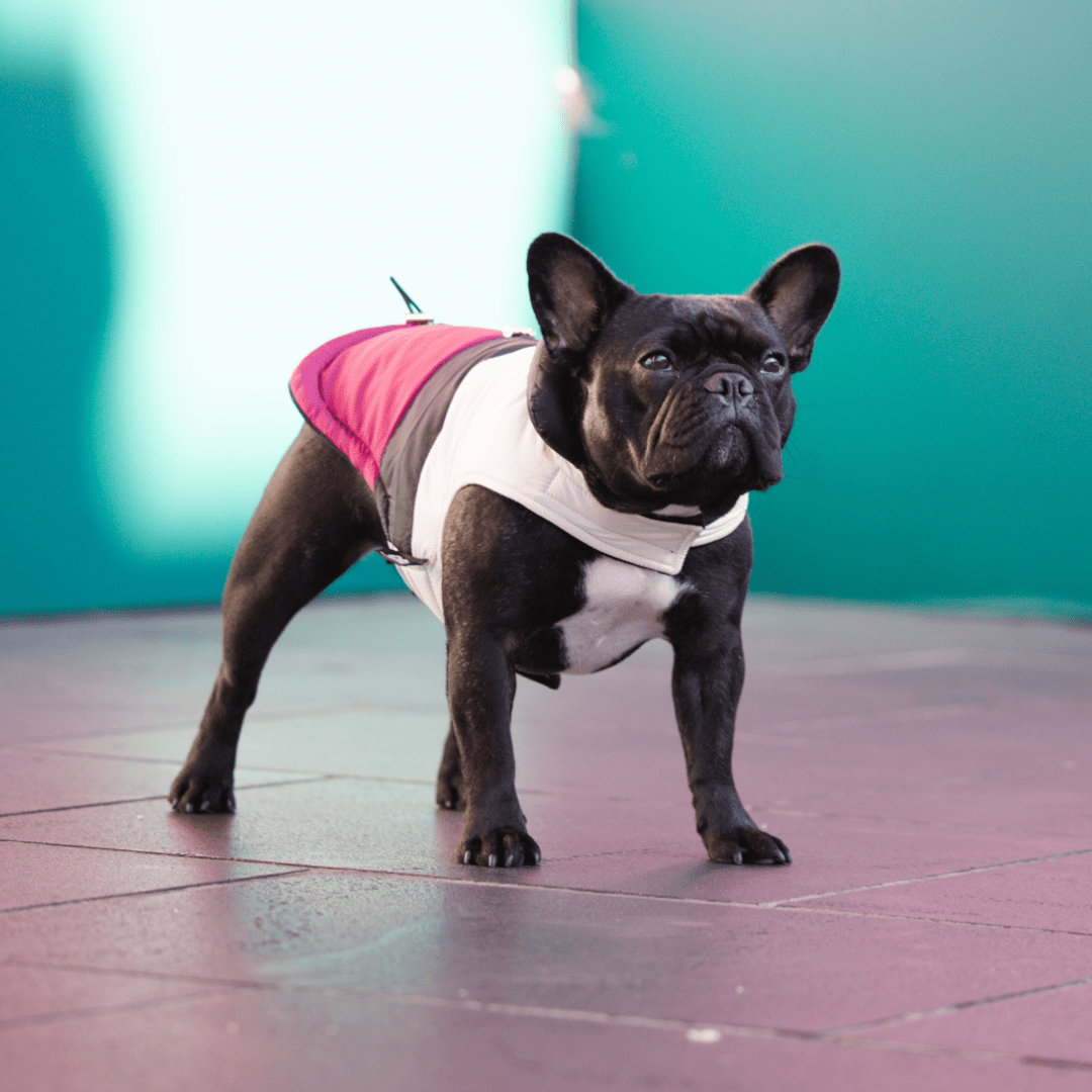 DGG Fashionista Rogue Dog Coat - My Pooch and Me