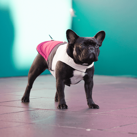 DGG Fashionista Rogue Dog Coat - My Pooch and Me