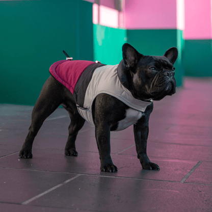 DGG Fashionista Rogue Dog Coat - My Pooch and Me