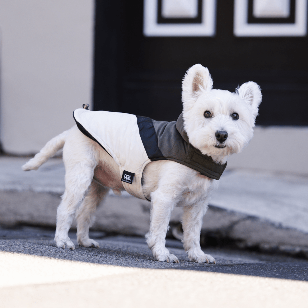 DGG Fashionista Ventura Dog Coat - My Pooch and Me