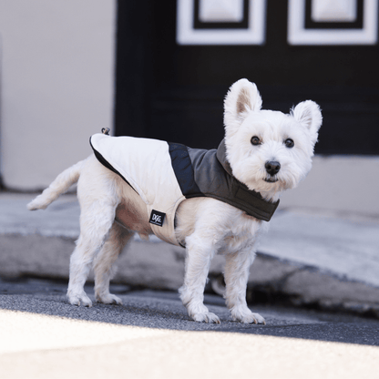 DGG Fashionista Ventura Dog Coat - My Pooch and Me