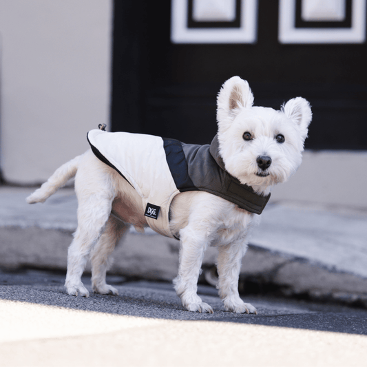 DGG Fashionista Ventura Dog Coat - My Pooch and Me