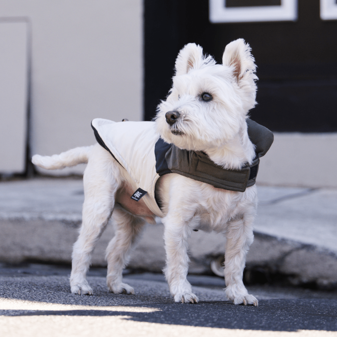 DGG Fashionista Ventura Dog Coat - My Pooch and Me