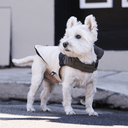 DGG Fashionista Ventura Dog Coat - My Pooch and Me