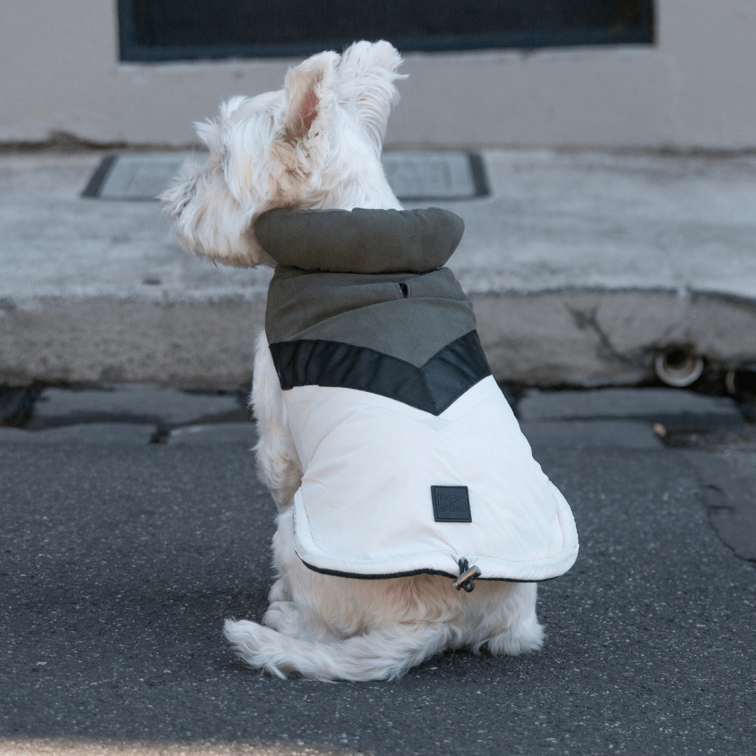 DGG Fashionista Ventura Dog Coat - My Pooch and Me