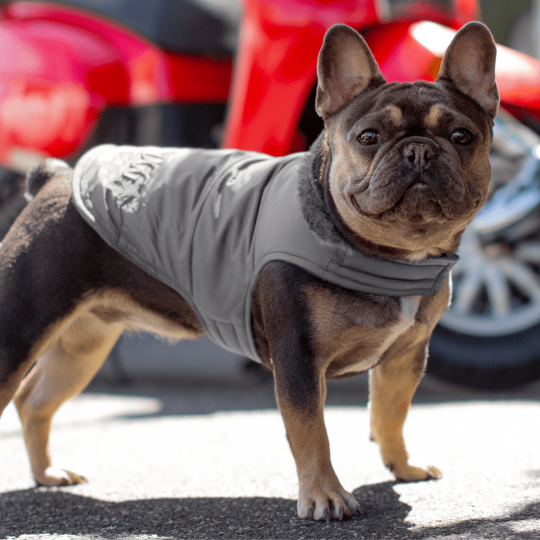 DGG Grey Puffer Dog Coat - My Pooch and Me