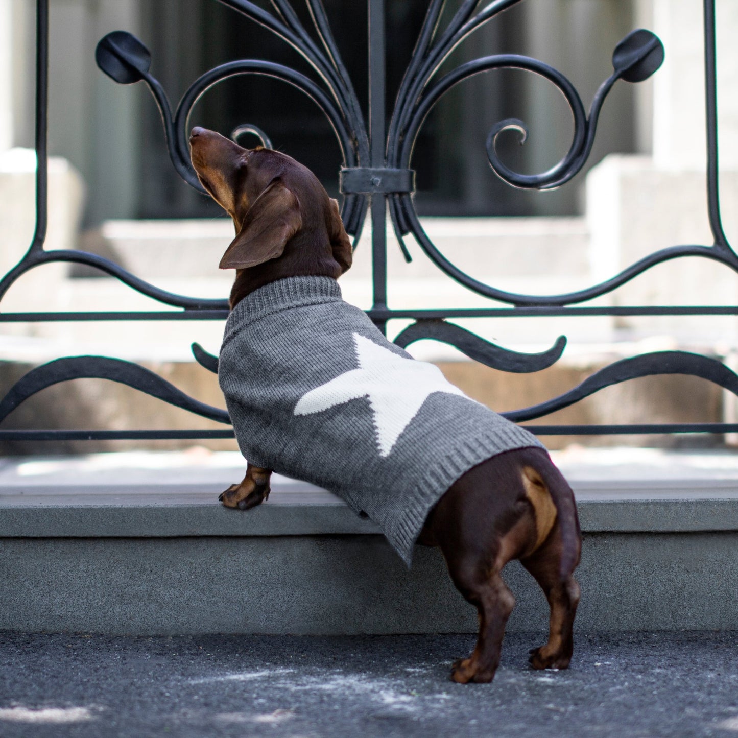 DGG Grey Star Knitted Dog Jumper - My Pooch and Me