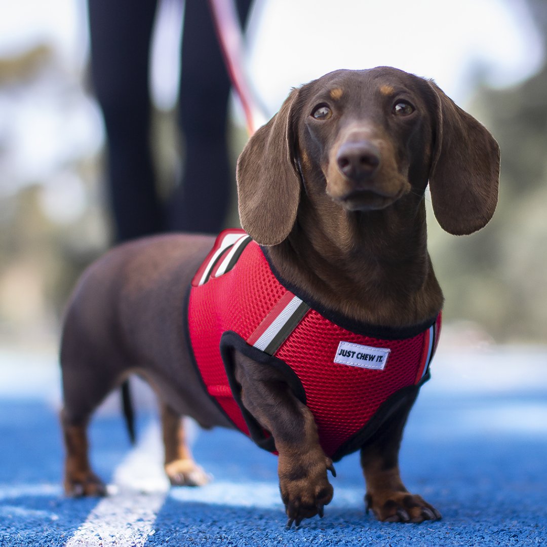 DGG Just Chew It Easy Walker Dog Harness - My Pooch and Me