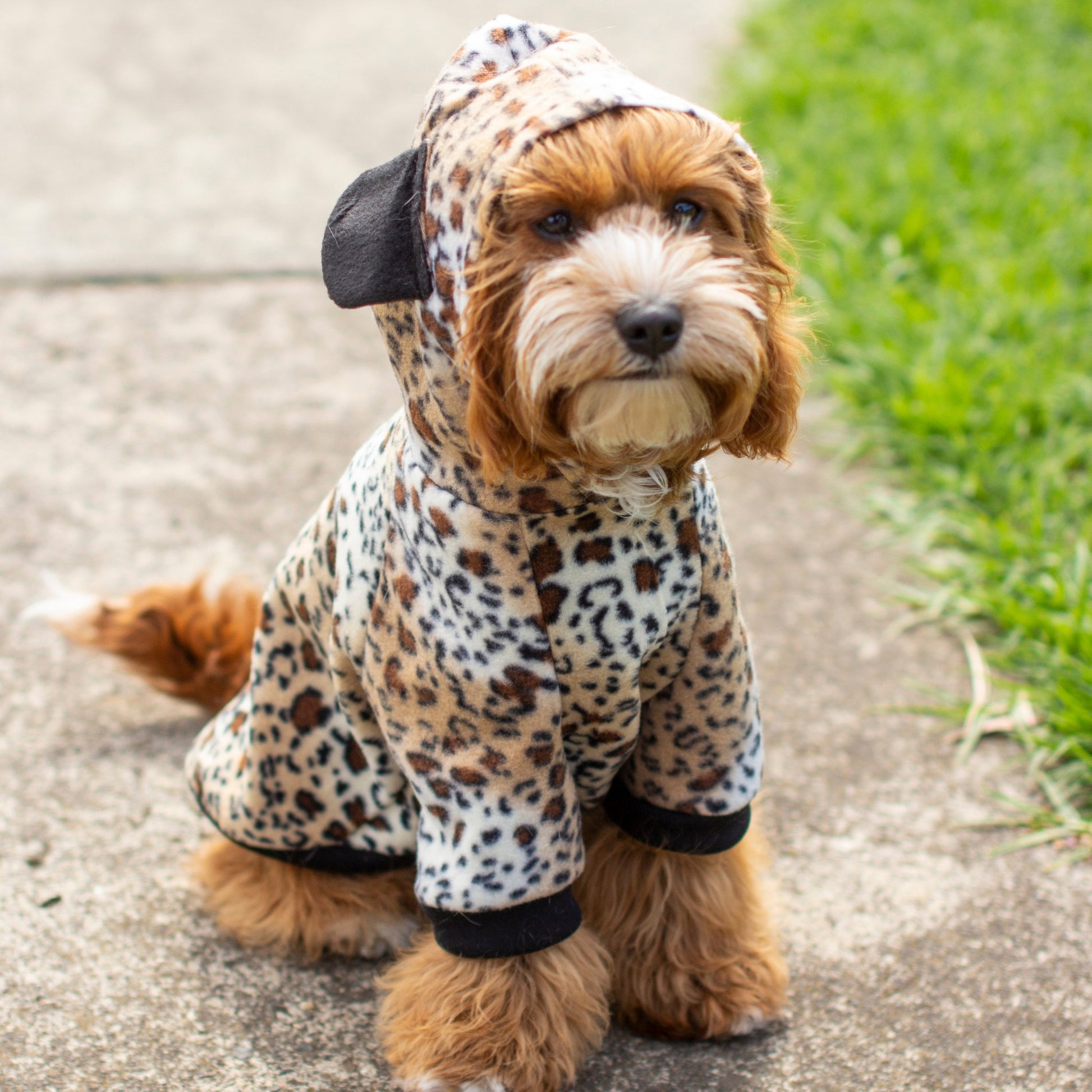 DGG Leopard Print Dog Hoodie - My Pooch and Me