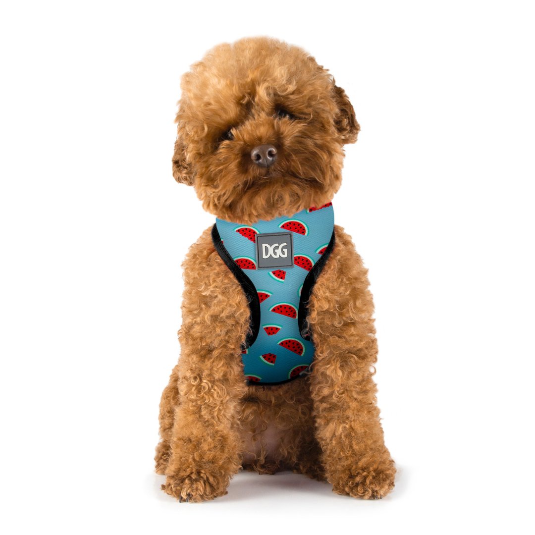 DGG Melon Fashionista Easy Walker Dog Harness - My Pooch and Me